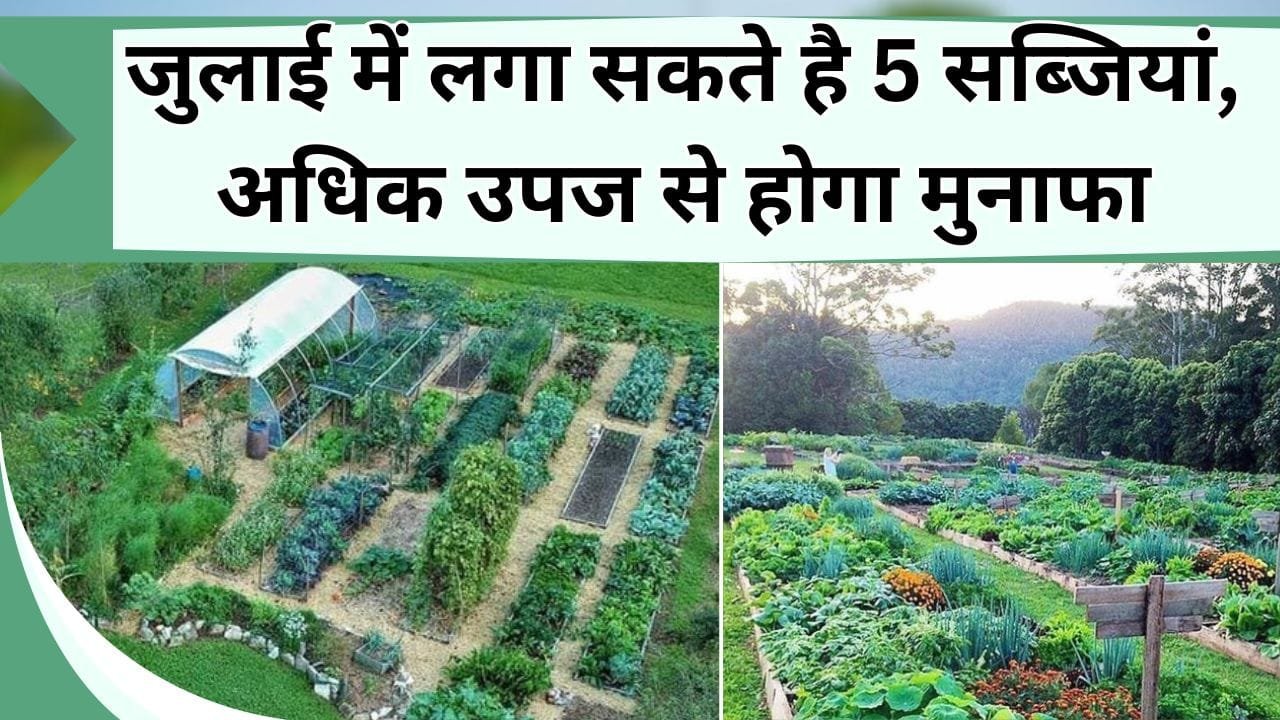 जुलाई में लगा सकते है 5 सब्जियां, अधिक उपज से होगा मुनाफा, जानिये बारिश के बाद कौन-सी फसल बोयें