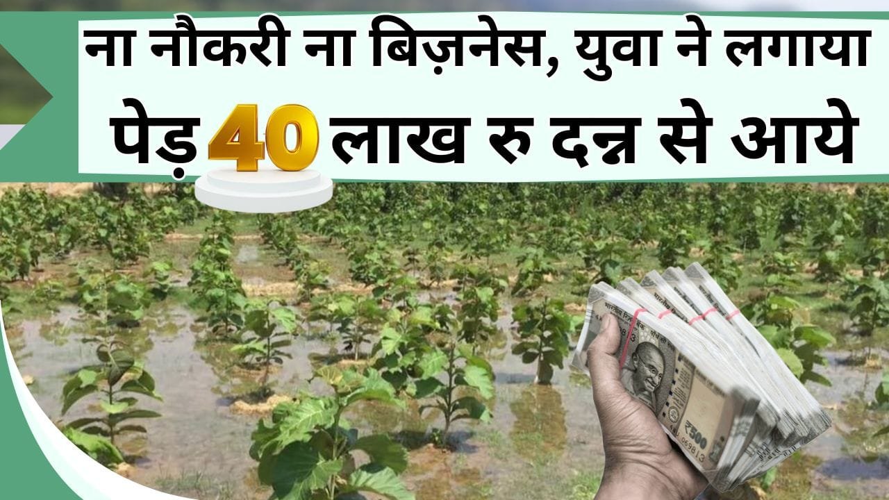 ना नौकरी ना बिज़नेस, युवा ने लगाया पेड़ 40 लाख रु दन्न से आये, जानिये कौन-सा है पेड़, कितना किया निवेश