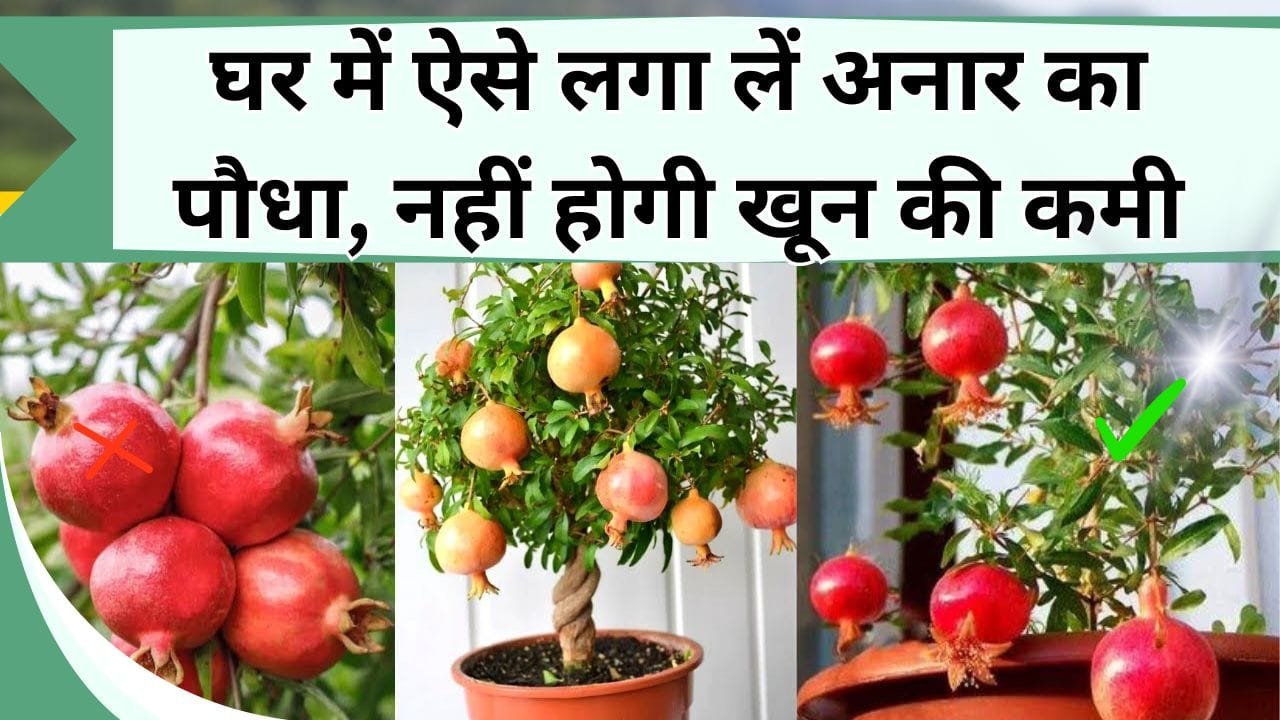 घर में लगा लें अनार का पौधा, नहीं होगी खून की कमी, यहाँ जानें अनार लगाने का सबसे सरल तरीका