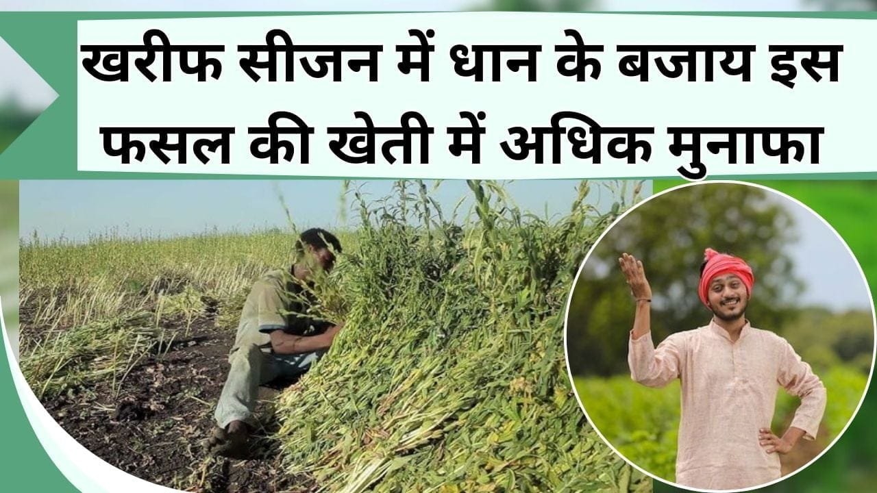खरीफ सीजन में धान के बजाय इस फसल की खेती में किसानों को होगा अधिक मुनाफा, जानिये इसकी खेती का सही तरीका