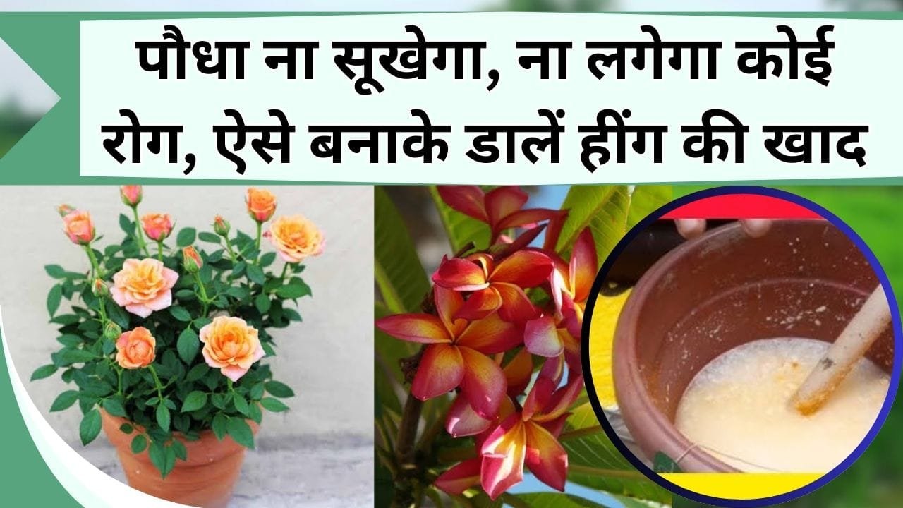 पौधा ना सूखेगा, ना लगेगा कोई रोग, घर पर बनाके डालें ये हींग की खाद, जानिये हींग से खाद और कीटनाशक बनाने का तरीका