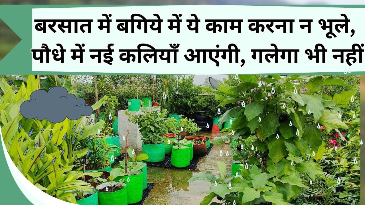 क्या आपने भी अपने घर में फूल लगाए हैं? तो बारिश के मौसम में ये काम करना न भूलें, पौधों को फायदा होगा, कलियाँ नई आएंगी, पौधा गलेगा नहीं