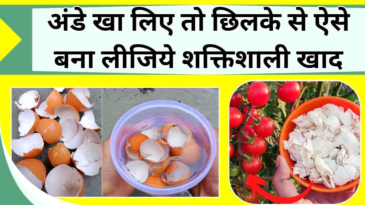 अंडे खा लिए तो छिलके से बना लीजिये खाद, जानिए अंडे के छिलके से बनी खाद के फायदे और बनाने का तरीका