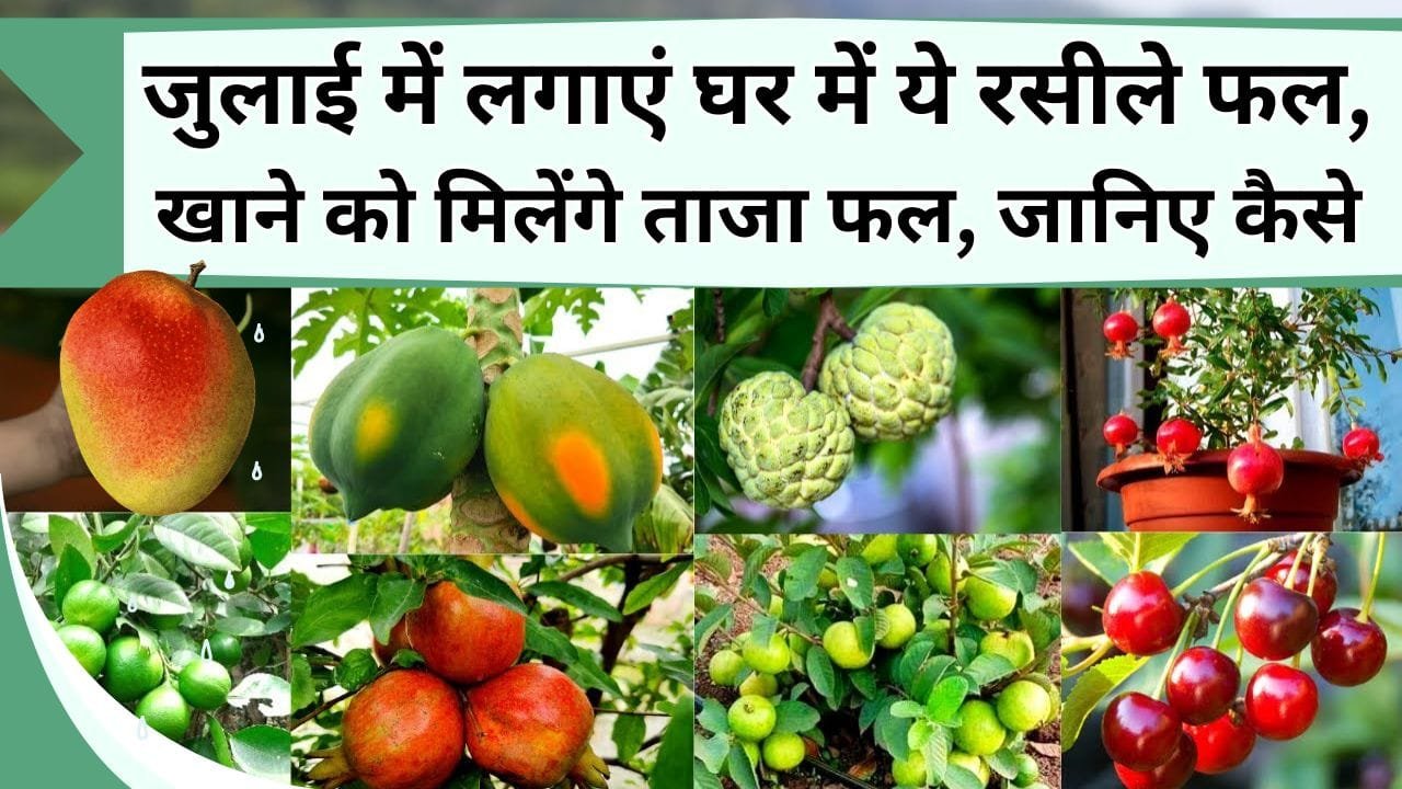 जुलाई में लगाएं घर में ये रसीले फल, खाने को मिलेंगे ताजा फल, जानिये फलदार पौधे कैसे लगाएं