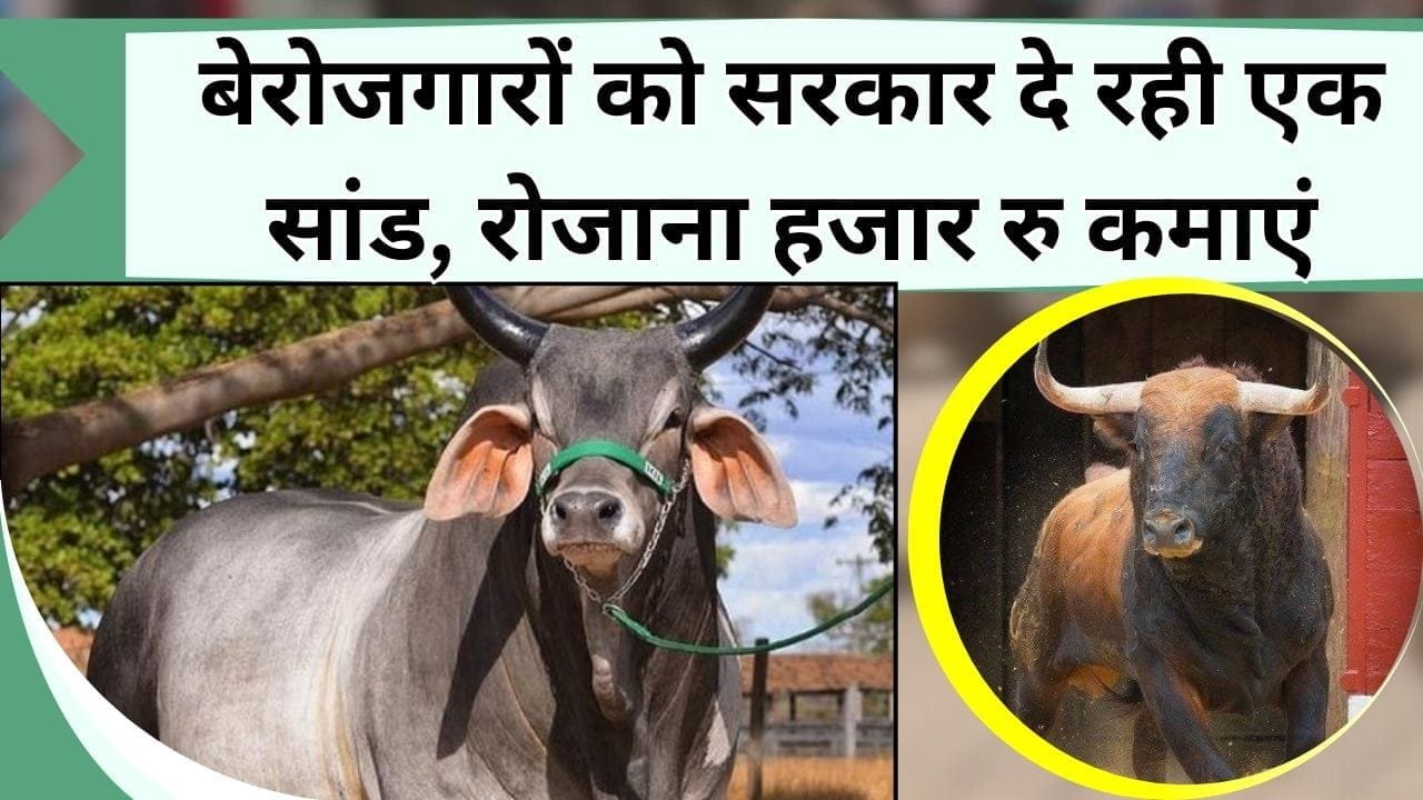 हाथ पर हाथ रखे बेरोजगारों को सरकार दे रही एक सांड, रोजाना कर सकते हैं हजार रुपए की कमाई, जानिए क्या है नस्ल सुधार योजना