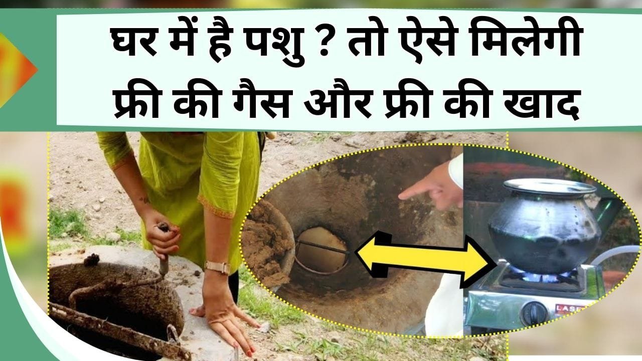 घर में है पशु ? तो ऐसे मिलेगी फ्री की गैस और फ्री की खाद, जानिये गोबर से गैस कैसे बनाई जाती है और कितना आता है खर्चा