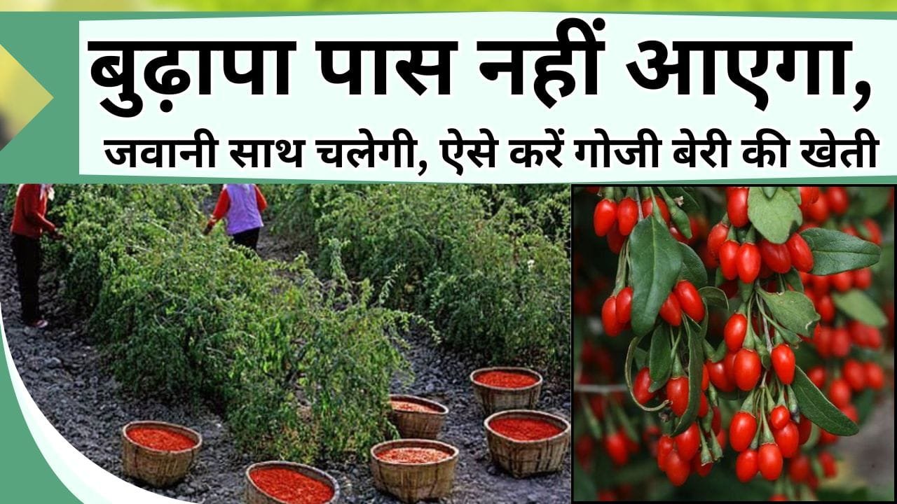 बुढ़ापा पास नहीं आएगा, जवानी साथ चलेगी, ऐसे करें गोजी बेरी की खेती, सेहत के लिए है फायदेमंद, इससे कमाई भी है भौकाल
