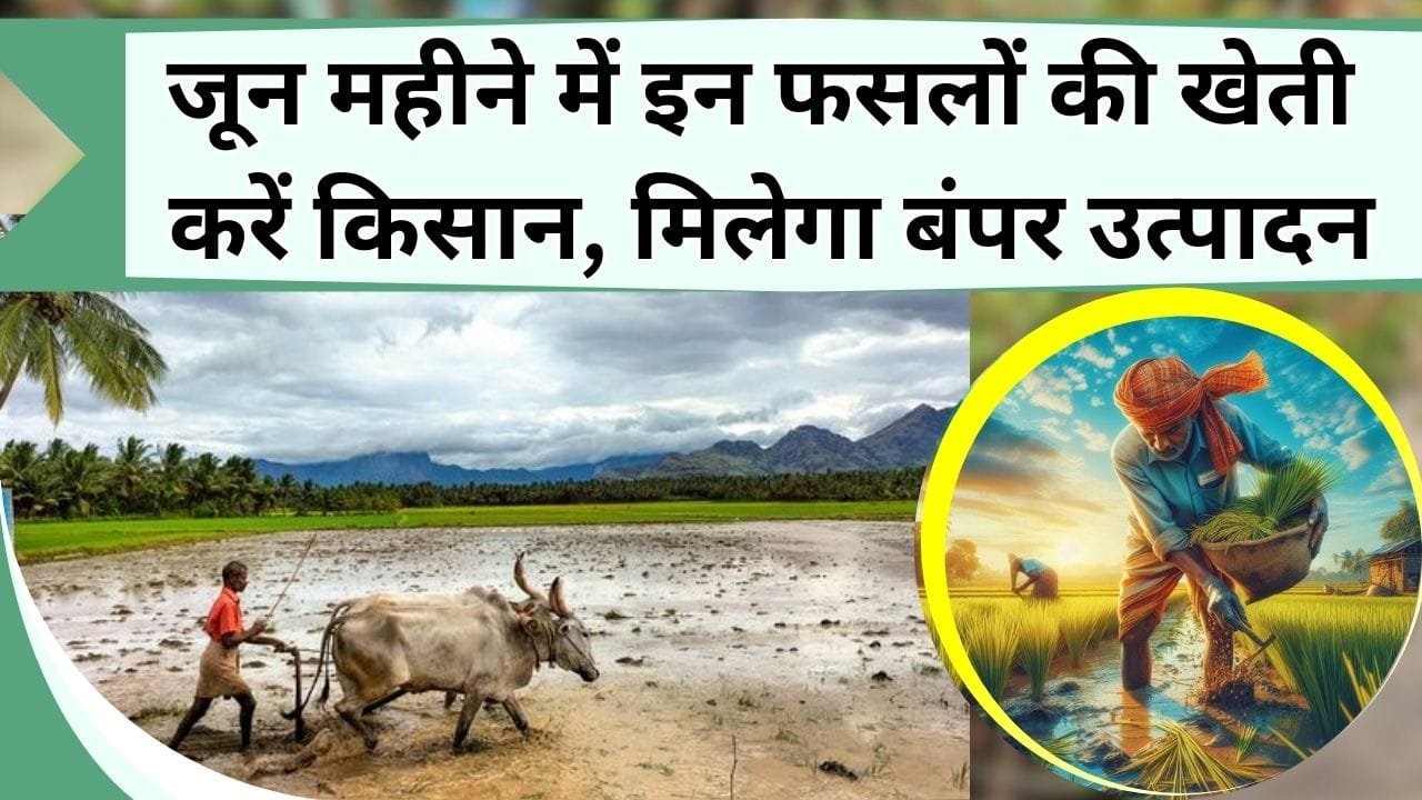 जून महीना है इन फसलों के लिए खास, मिलेगा बंपर उत्पादन, जानिये जून महीने में किसान कौन-सी फसलें लगाएंगे