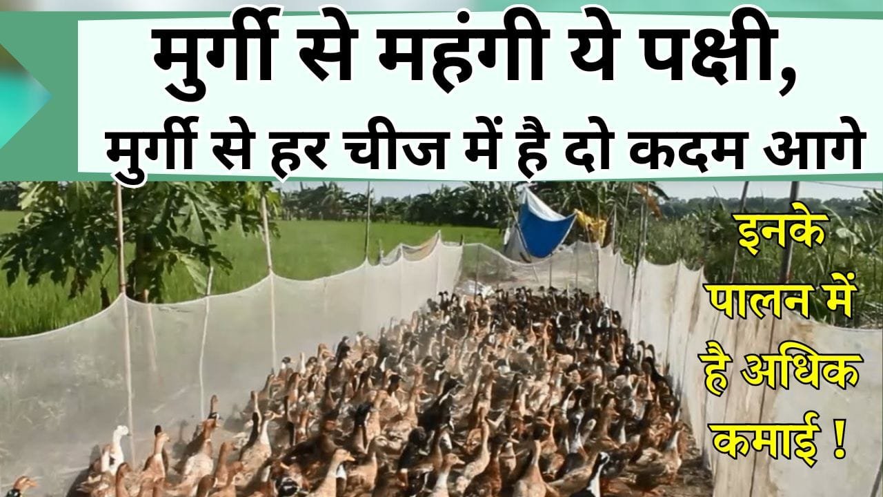 मुर्गी से महंगी ये पक्षी, मुर्गी से हर चीज में है दो कदम आगे, जानिये इस पक्षी के पालन के बारें में पूरी जानकारी