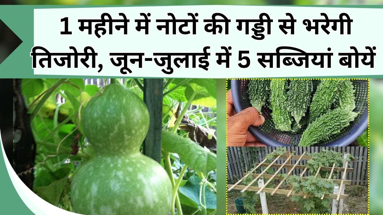 1 महीने में नोटों की गड्डी से भरेगी तिजोरी, जून-जुलाई में लगाएं ये सब्जी, जिससे होगी अथाह कमाई
