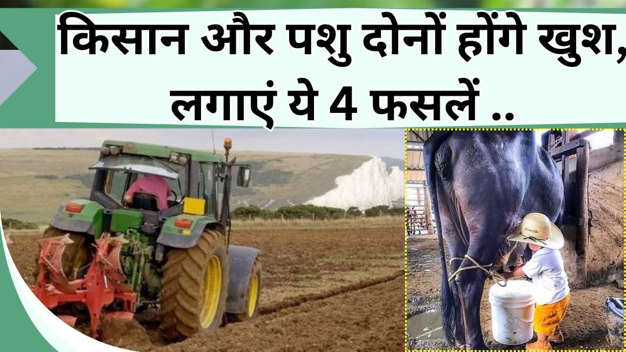 किसान और पशु दोनों होंगे खुश, लगाएं ये 4 फसलें, डबल फायदा लेंगे आप