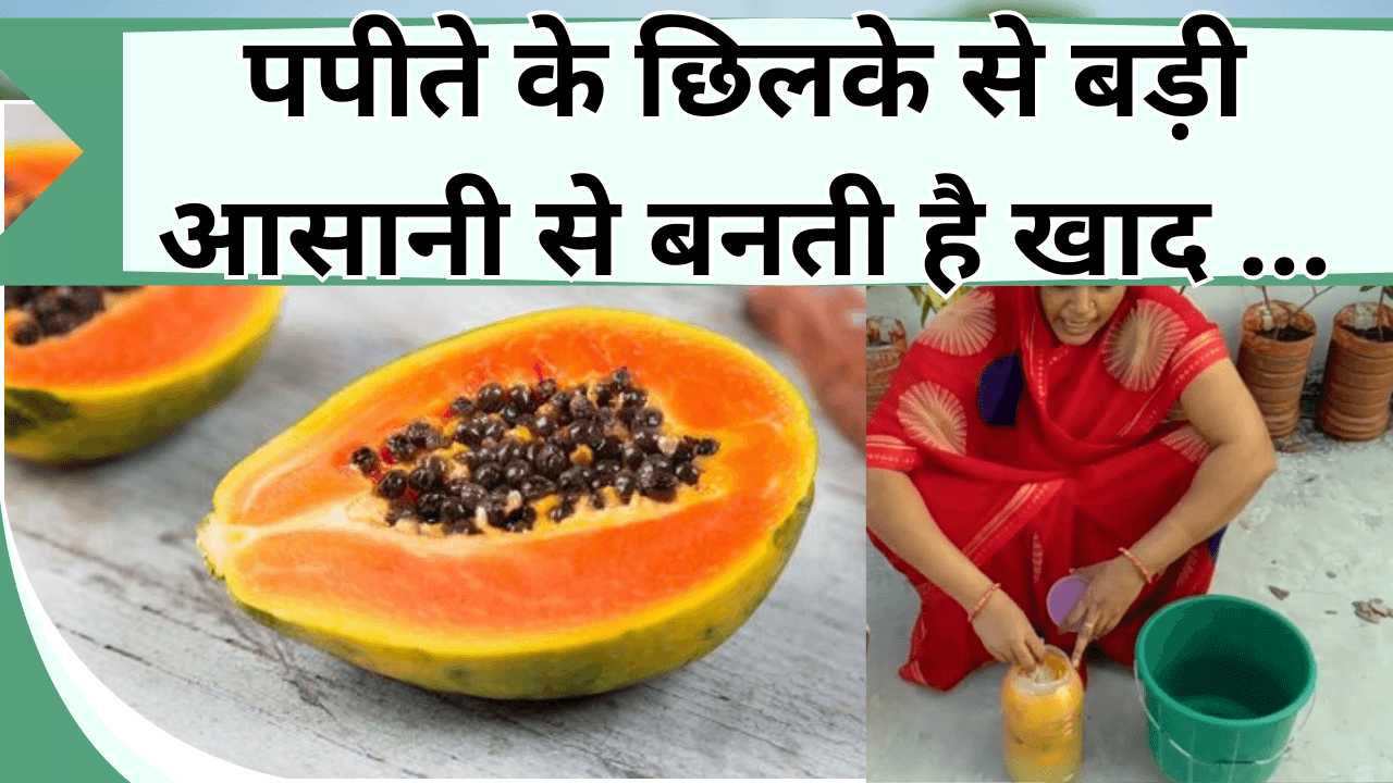 पपीते के छिलके से बड़ी आसानी से बनती है खाद, पौधो को मिलता है पोषण, जानिये पपीते के छिलके से खाद बनाने का तरीका