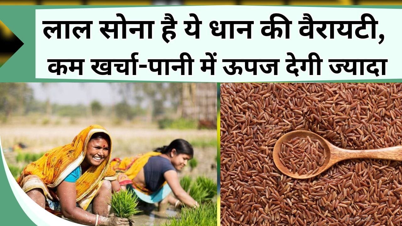 लाल सोना है ये धान की वैरायटी, कम खर्चा-पानी में ऊपज देगी ज्यादा, जानिये इस लाल धान की कीमत और खासियत