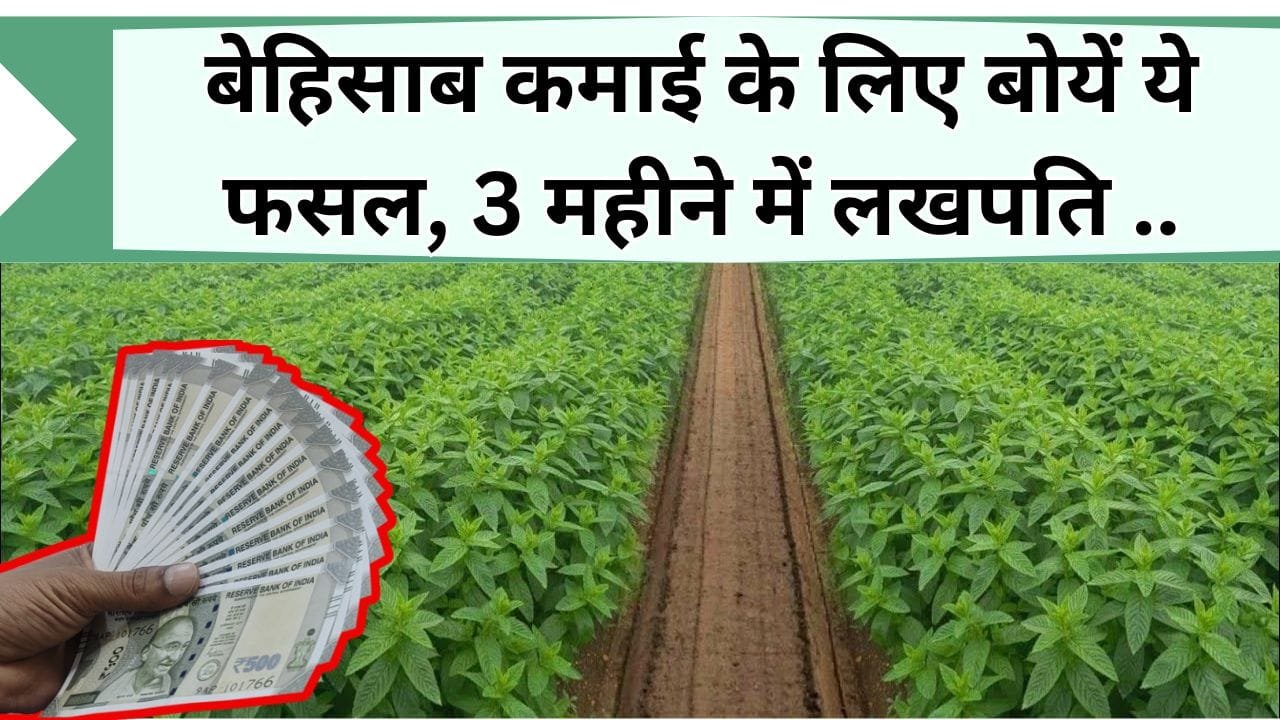 बेहिसाब कमाई के लिए बोयें ये फसल, 3 महीने में देती है लखपति बनने की गारंटी, जानिए कितने हजार रुपए करना है निवेश