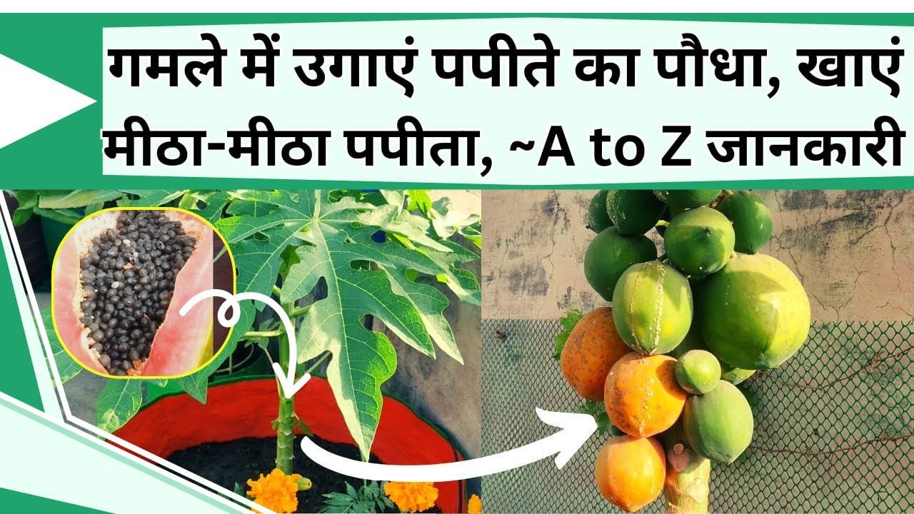 गमले में उगाएं पपीते का पौधा, खाएं मीठा-मीठा पपीता, यहाँ जानिये पपीता लगाने की A to Z जानकारी