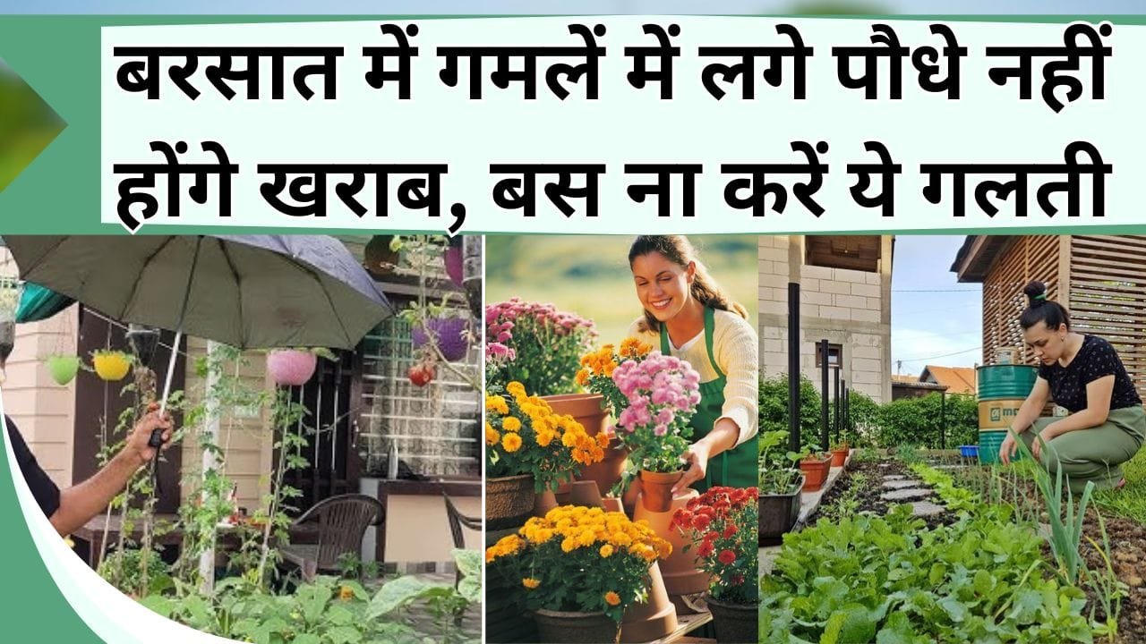 बरसात में गमलें में लगे पौधे नहीं होंगे खराब, बस ना करें ये गलती, पौधों में नहीं आयेगी कोई समस्या