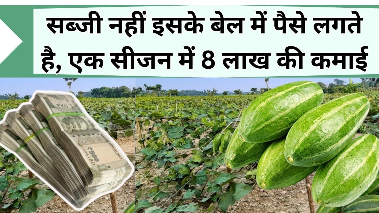 सब्जी नहीं इसके बेल में पैसे लगते है, एक सीजन में 8 लाख की कमाई, जानिये धनवान बनाने वाली सब्जी की खेती में कितना आयेगा खर्चा