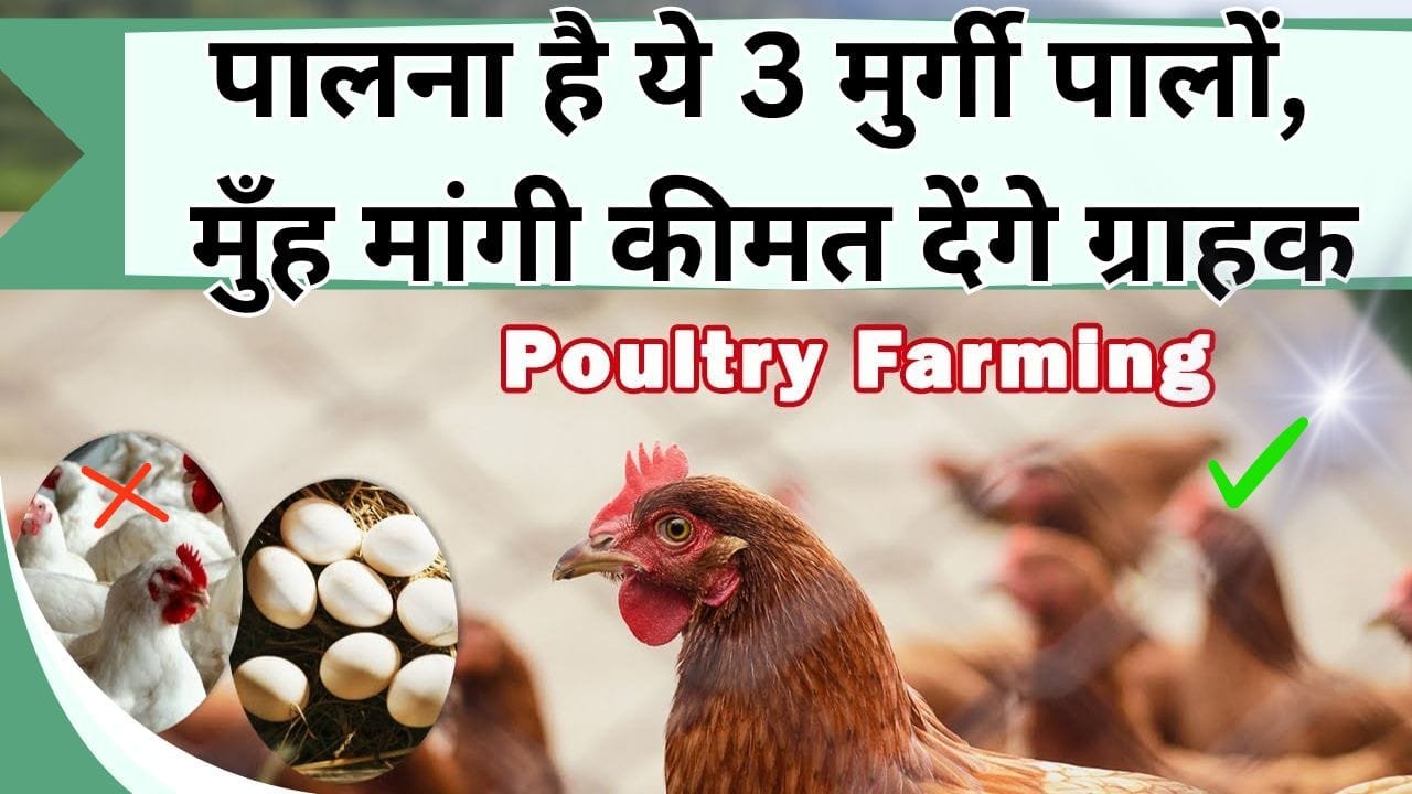 पालना है ये 3 मुर्गी पालों, मुँह मांगी कीमत देंगे ग्राहक, ब्रॉयलर से कई गुना महंगी बिकती है, जानिये इनके नाम