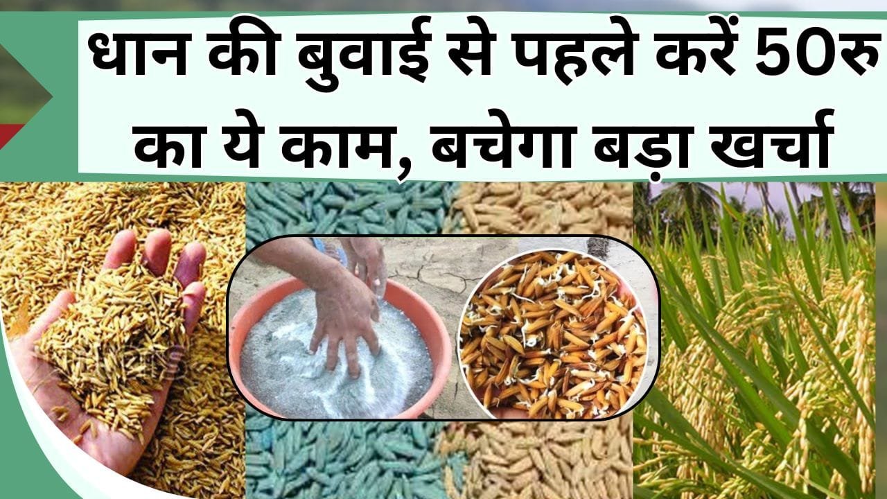 धान की बुवाई से पहले करें ये काम