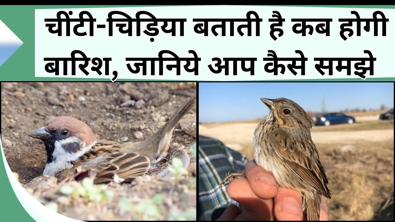 चींटी-चिड़िया बताती है कब होगी बारिश, 100% सही रहता है अनुमान, जानिये आप कैसे समझे उनकी आसान भाषा