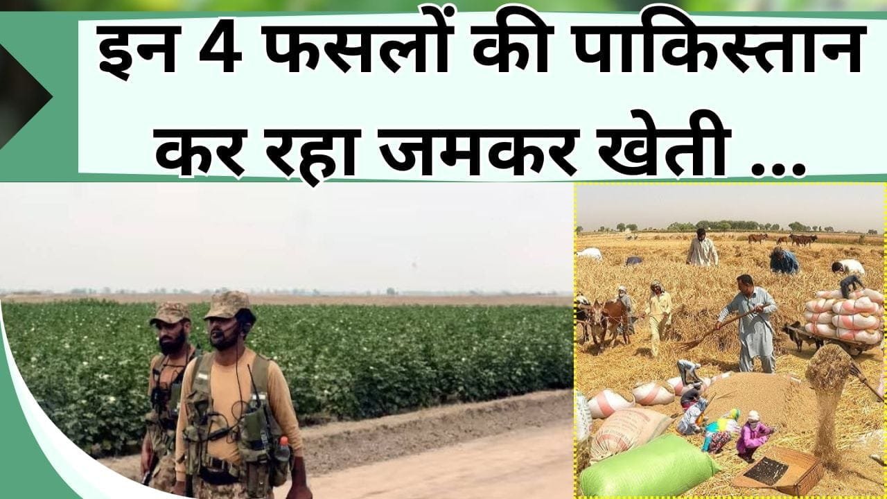 इन 4 फसलों की पाकिस्तान कर रहा जमकर खेती, क्या आपको है इसकी खबर, यहाँ देखिये पूरा आकड़ा