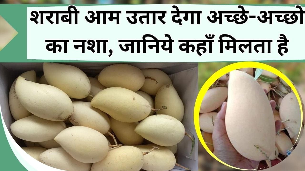 शराबी आम उतार देगा अच्छे-अच्छो का नशा, स्वादिष्ट के साथ सेहत के लिए फायदेमंद, जानिये सफ़ेद आम कहाँ मिलता है