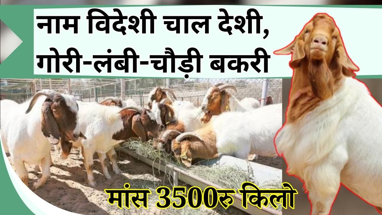 नाम विदेशी चाल देशी, गोरी-लंबी-चौड़ी बकरी का मांस 3500रु किलो, देश में रहने वाली बकरी से होगी कमाई बन जाएंगे शहरी सेठ