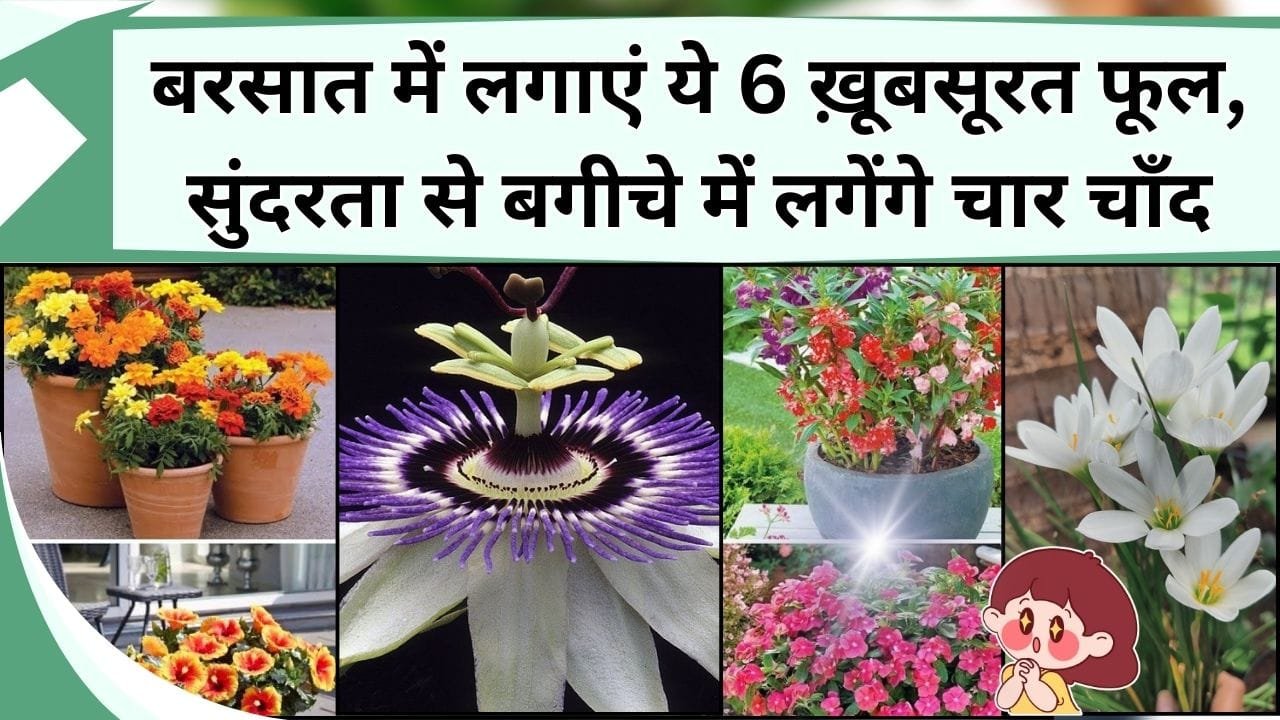 बरसात में लगाएं ये 6 ख़ूबसूरत फूल, खुशबू और सुंदरता से बगीचे में लगेंगे चार चाँद, आते-जाते सबकी रुकेगी नजर