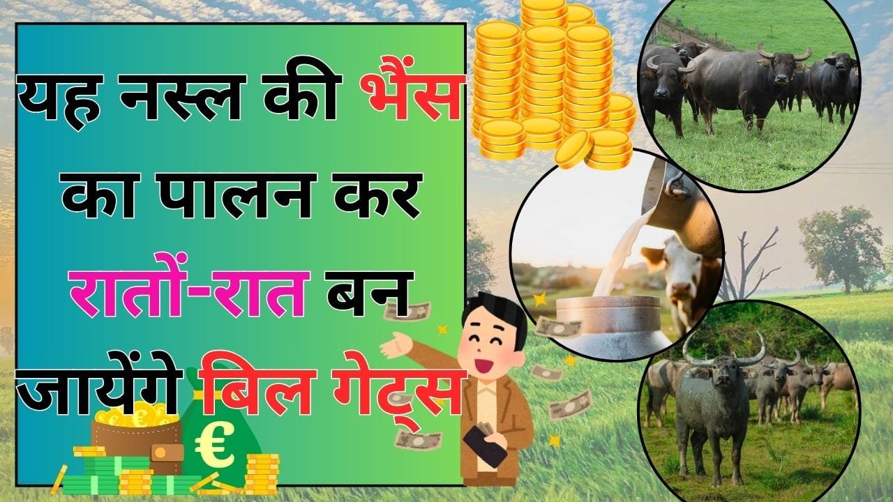 यह नस्ल की भैंस का पालन कर रातों-रात बन जायेंगे बिल गेट्स, पैसा आएगा इतना की गिनते-गिनते हो जाएंगे पागल