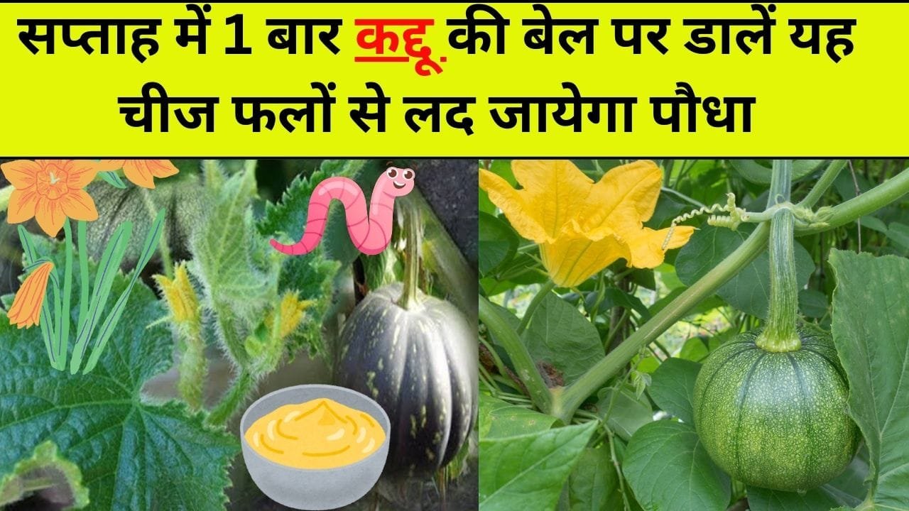 सप्ताह में 1 बार कद्दू की बेल पर डालें यह चीज फलों से लद जायेगा पौधा, नहीं रहेगा दोबारा कीड़े के खाने का डर