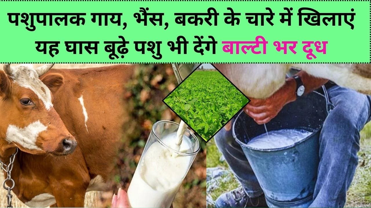 पशुपालक गाय, भैंस, बकरी के चारे में खिलाएं यह घास बूढ़े पशु भी देंगे बाल्टी भर दूध