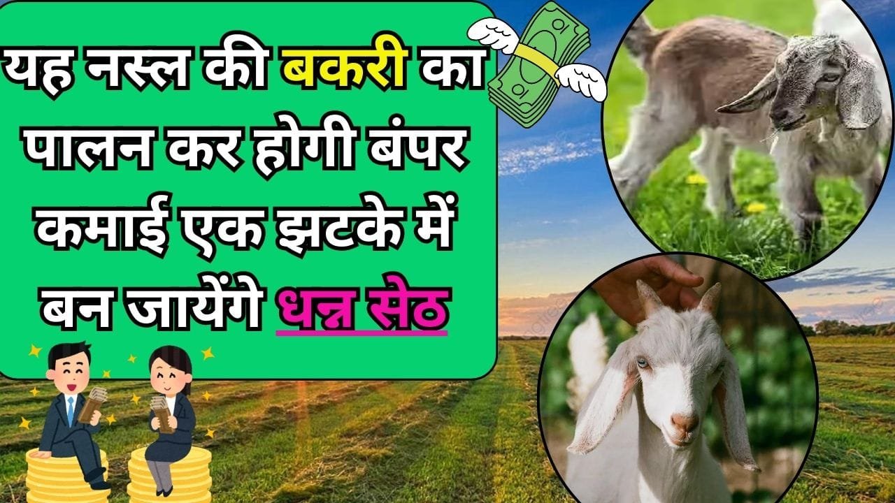 यह नस्ल की बकरी का पालन कर होगी बंपर कमाई एक झटके में बन जायेंगे धन्न सेठ
