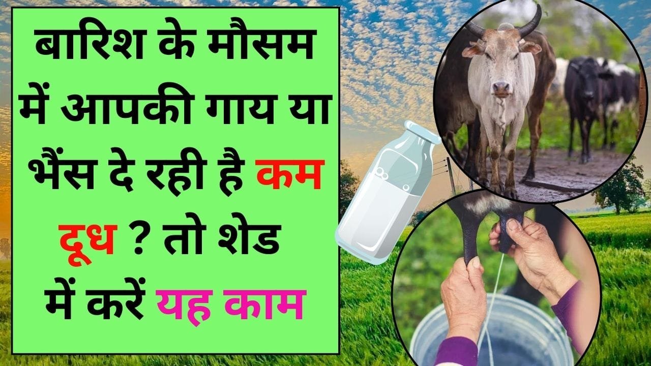 बारिश के मौसम में आपकी गाय या भैंस दे रही है कम दूध? तो शेड में करें यह काम नहीं होगा दूध का उत्पादन कम