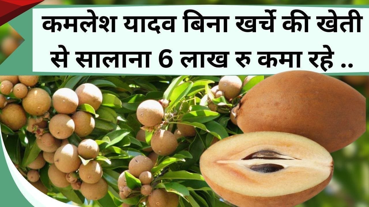 कमलेश यादव बिना खर्चे की खेती से सालाना 6 लाख रु कमा रहे, 30 रु के लगाएं थे पौधे, अब 90 साल तक बैठ के छापेंगे पैसा