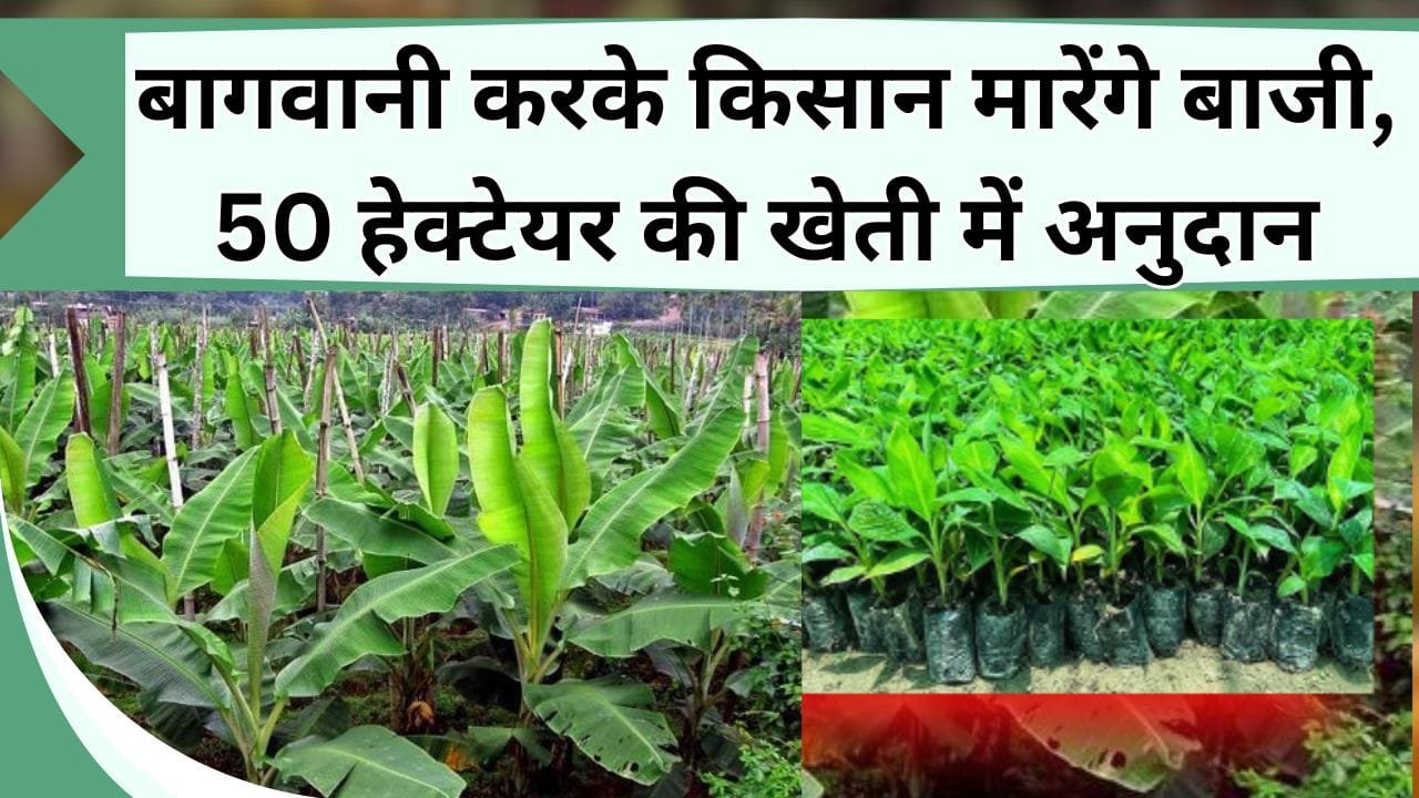 बागवानी करके किसान मारेंगे बाजी, 50 हेक्टेयर तक की खेती में मिल रहा अनुदान, जानिये कैसे करें आवेदन
