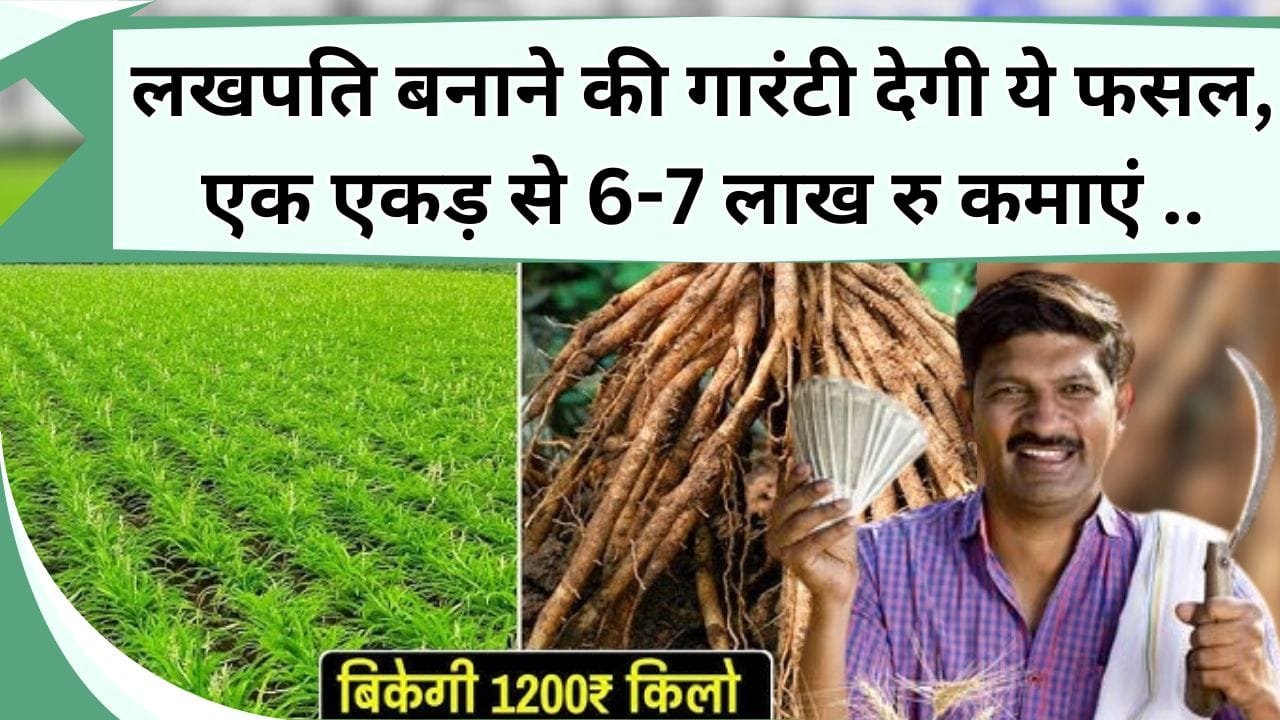 लखपति बनाने की गारंटी देगी ये फसल, एक एकड़ से 6 लाख रु कमाएं, औषधीय गुणों का है भंडार, बाजार में है बंपर डिमांड