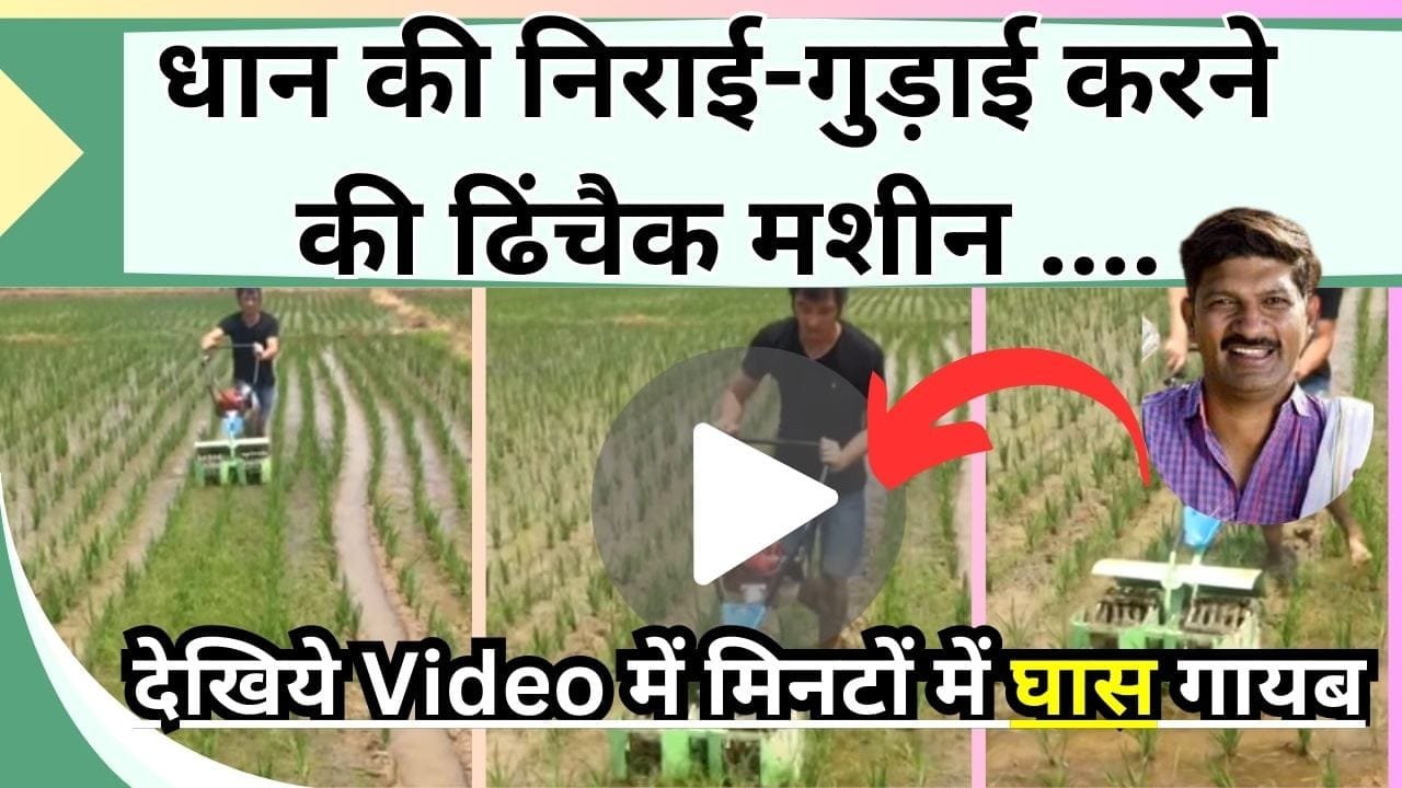 धान की निराई-गुड़ाई करने की ढिंचैक मशीन, देखिये Video में मिनटों में खरपतवार कैसे होगी गायब