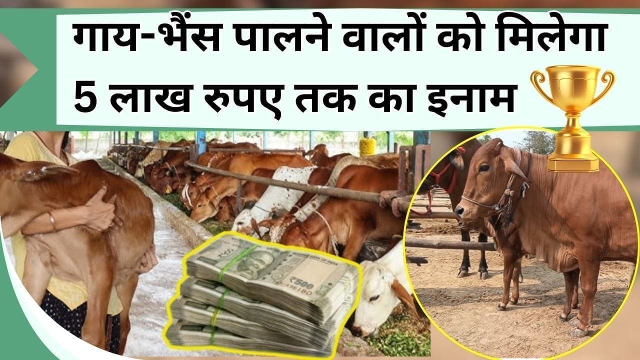 गाय-भैंस पालने वालों को मिलेगा 5 लाख रुपए का इनाम, आखिरी तारीख से पहले यहां करें आवेदन, जानें क्या है योजना