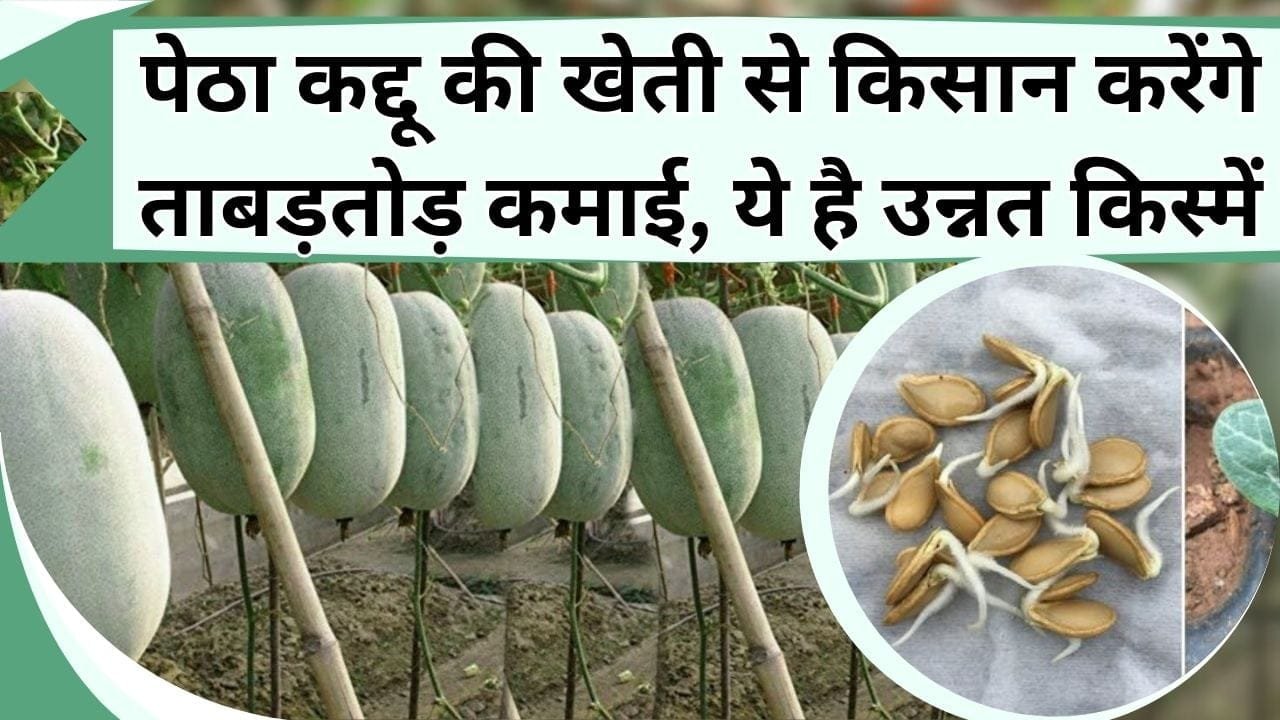 पेठा कद्दू की खेती से किसान करेंगे ताबड़तोड़ कमाई, ये है उन्नत किस्में, जानिये कब होती है खेती
