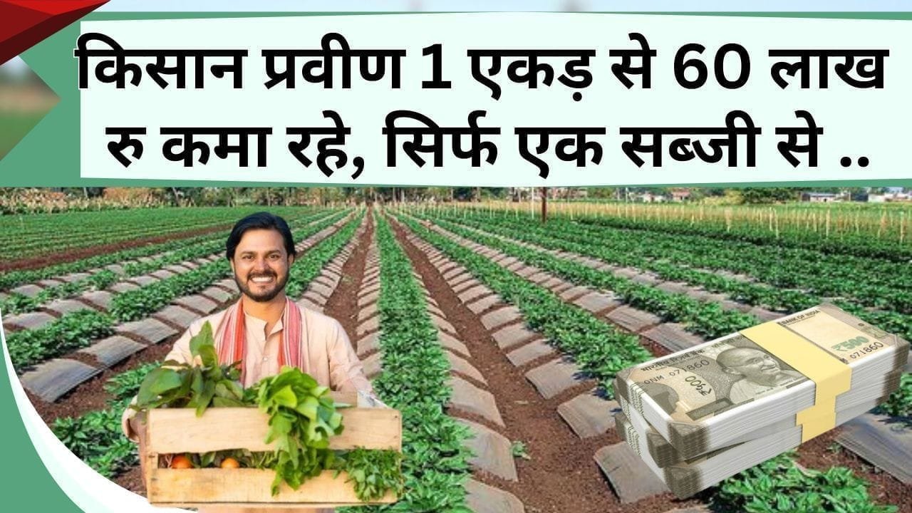 किसान प्रवीण 1 एकड़ से 60 लाख रु कमा रहे, इन रंगबिरंगी सब्जियों की खेती में है बंपर कमाई, जानिए पूरी सफलता की कहानी