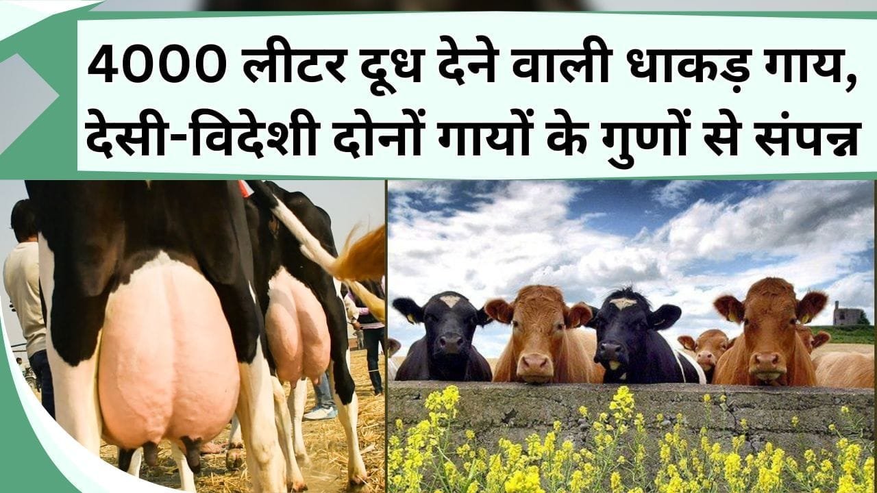 4000 लीटर दूध देने वाली धाकड़ गाय, देसी-विदेशी दोनों गायों के गुणों से संपन्न, सभी जलवायु में पल जायेगी, नहीं होगी बीमार