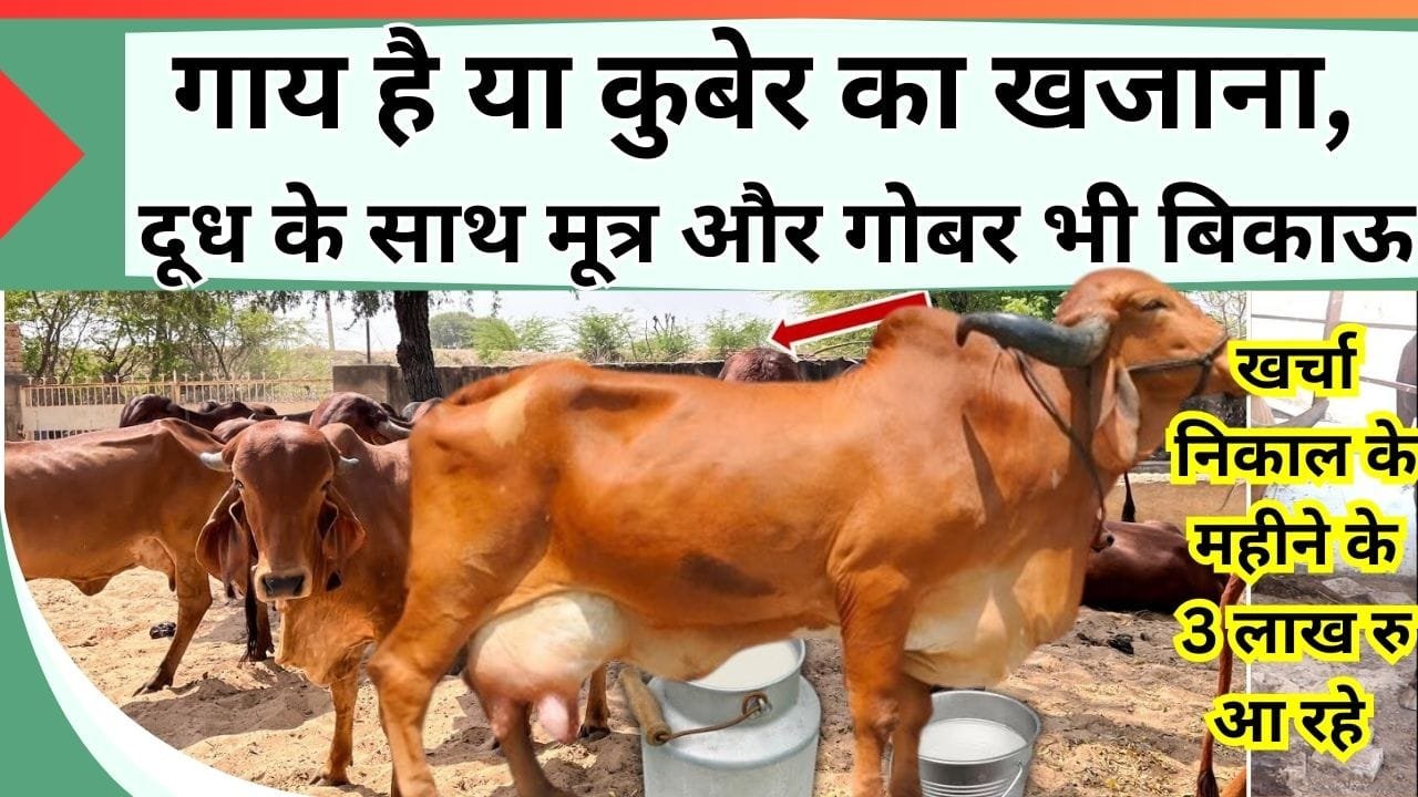 गाय है या कुबेर का खजाना, दूध के साथ मूत्र बेच के महीने के 3 लाख रु अलग से हो रही कमाई, जानिये गाय का नाम कीमत और खासियत