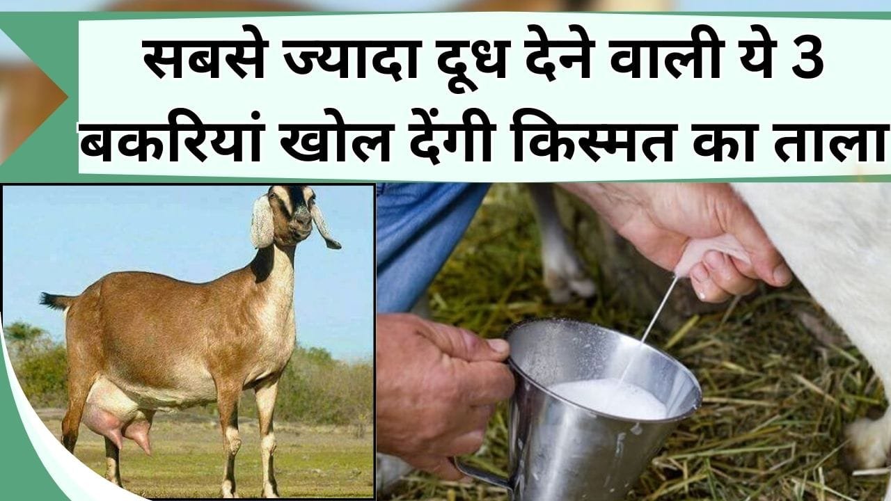 सबसे ज्यादा दूध देने वाली ये 3 बकरियां खोल देंगी किस्मत का ताला, हो जायेंगे मालामाल, मीट के लिए भी है फेमस
