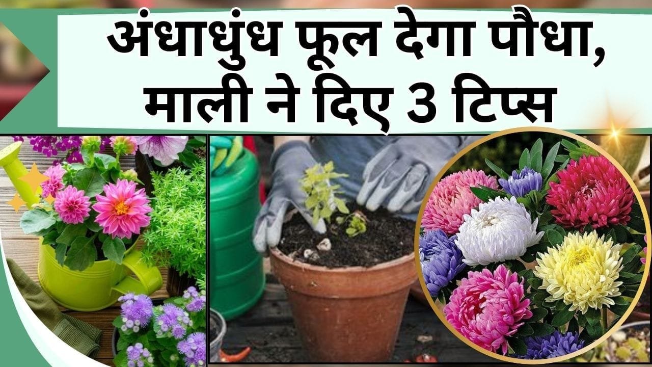 अंधाधुंध फूल देगा पौधा, माली ने बताया पौधा लगाते समय मिट्टी कैसे तैयार करें, कीटों के लिए क्या करें और पानी कब दें