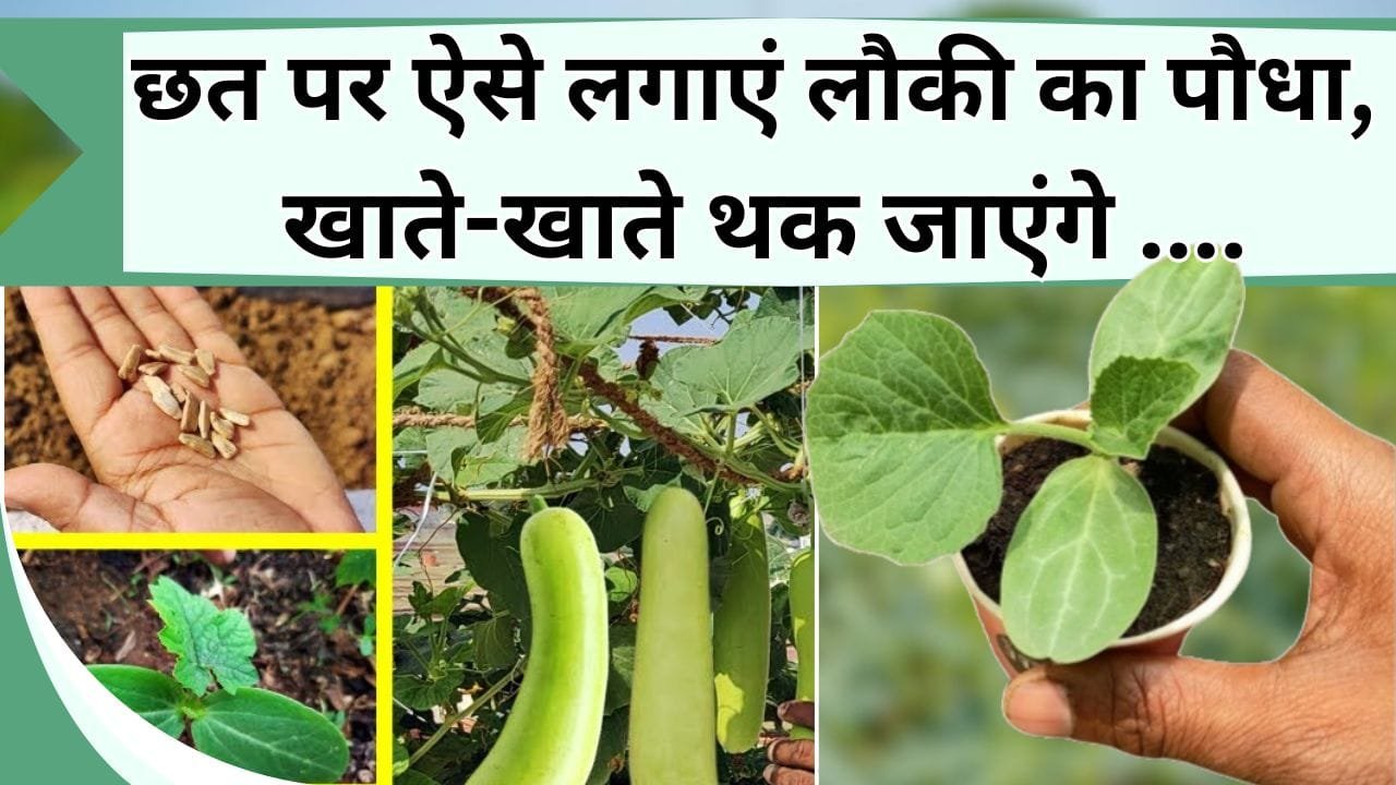 छत पर ऐसे लगाएं लौकी का पौधा, खाते-खाते थक जाएंगे और बांटने लगेंगे, जानिए लौकी लगाने की पूरी जानकारी