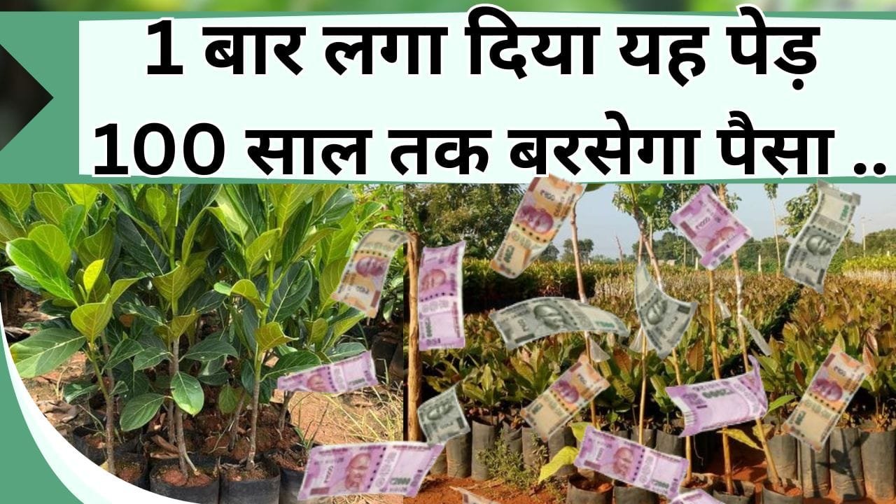 1 बार लगा दिया यह पेड़ 100 साल तक बरसेगा पैसा, बस दो-चार साल करनी होगी देख-रेख, फिर पैर झुलाके होगी कमाई