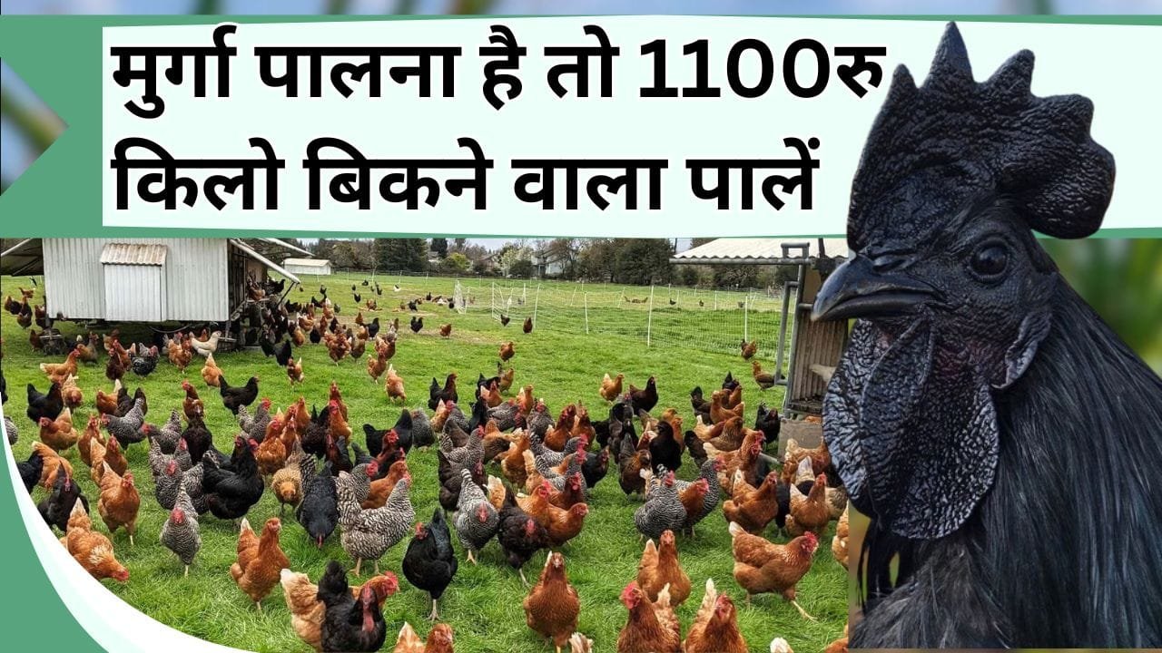 मुर्गा पालना है तो 1100 रुपए किलो बिकने वाला पालें, एक अंडे की कीमत 35 रुपए होगी, जानिए कौन सी मुर्गी पालें और कैसे पालें