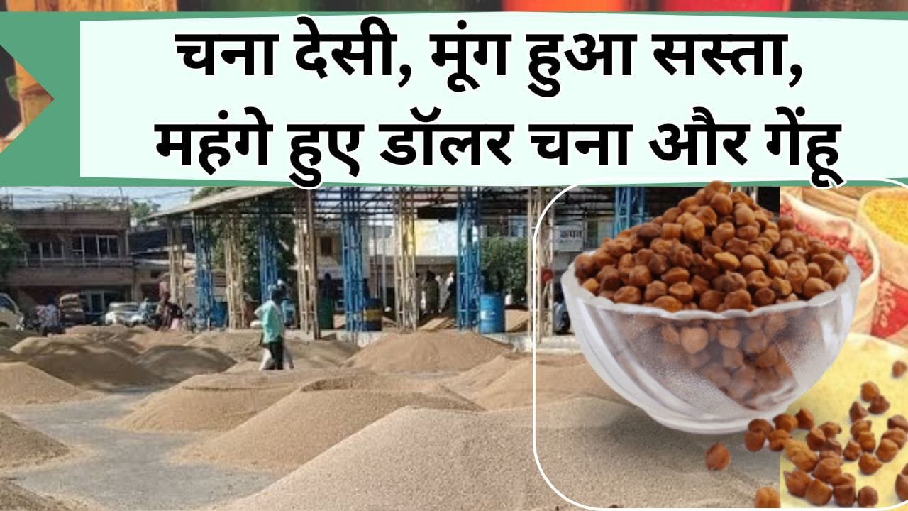 Mandi Bhav: चना देसी और मूंग हुए सस्ते, महंगे हुए डॉलर चना और गेंहू, जानिये 04-07-2024 के ताजा मंडी भाव