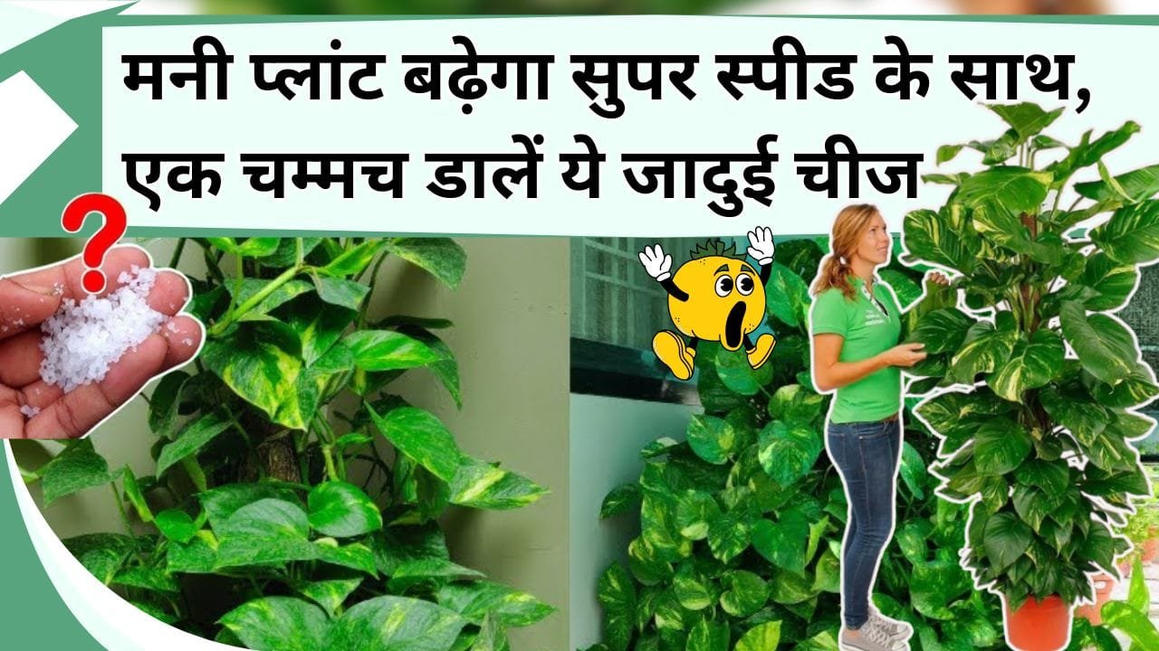 मनी प्लांट बढ़ेगा सुपर स्पीड के साथ, एक चम्मच डालें ये जादुई चीज, पत्ते होंगे बड़े और हरे-भरे