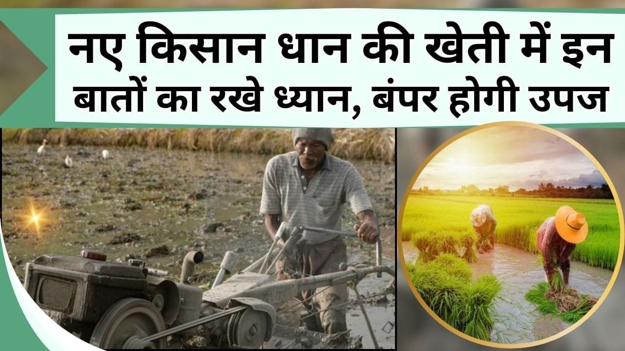 नए किसान धान की खेती में इन बातों का रखे ध्यान, बंपर उपज के साथ तगड़ी होगी कमाई